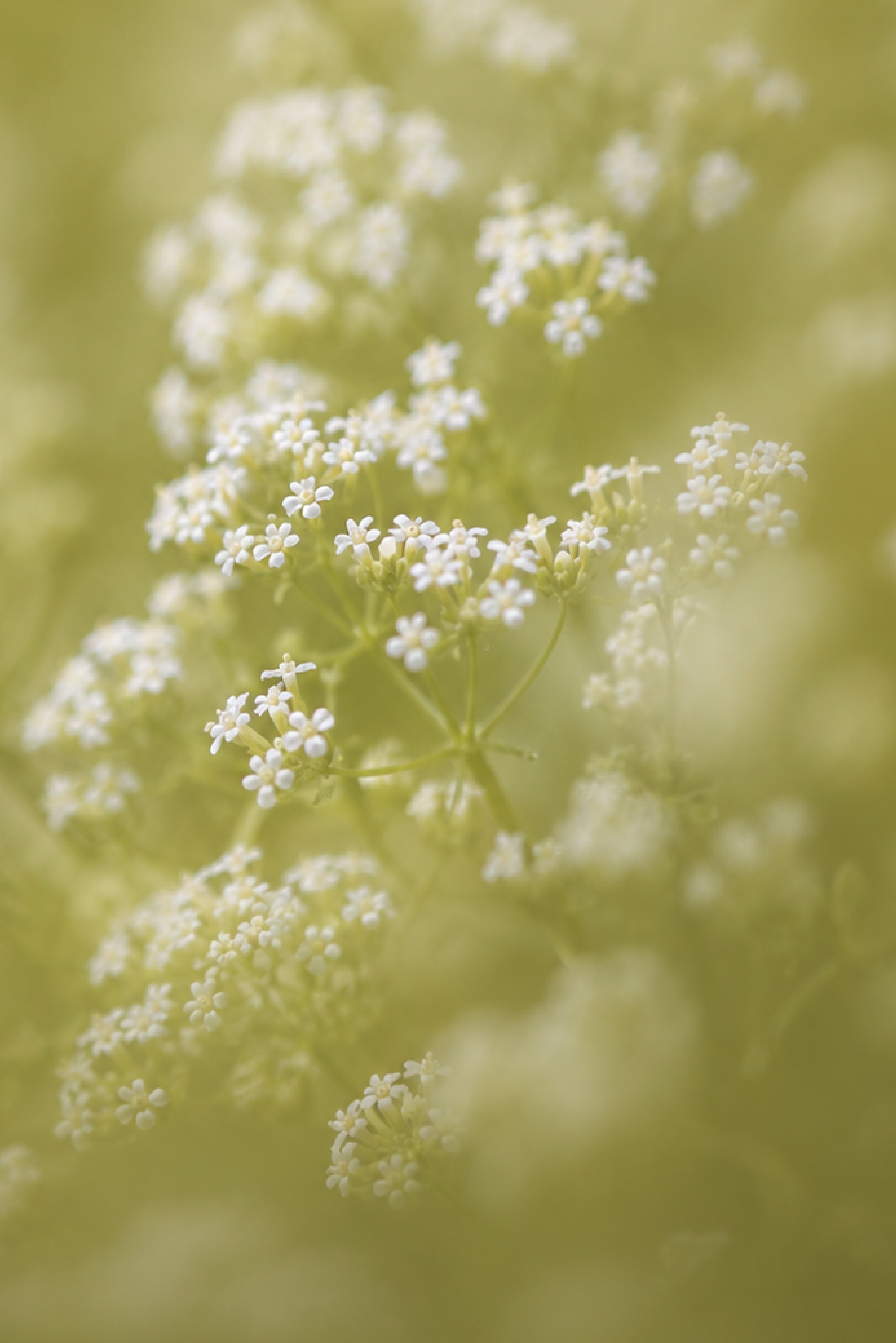 Close-up of Fog & Flora candle wax texture